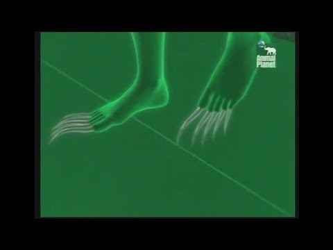 Animal Planet al Extremo | T3:E7 | "Felinos Asesinos"