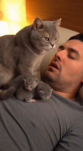 1.7M views · 20K reactions |  Snore detected. Sleep interrupted. Human punished.  | ApexVision Productions | Facebook