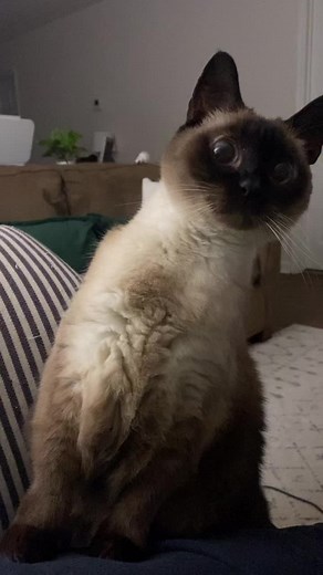 Here, have a Ping noise! (Turn sound up) #chubbysiamese #siamese #siamesecat #roo #DIYwithBlock #mcdonaldshacks #DuetDoWet