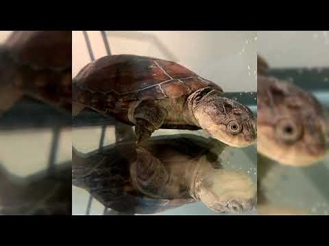 African Sideneck Turtle. Pros and Cons, Price, How to choose, Facts, Care, History