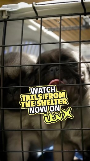 1.6K views | Stream every episode of Tails from the Shelter now on ITVX  | ITV Wales | Facebook