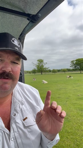 2M views · 204K reactions | He left the 99 for the 1 #LivestockGuardianDogs #Akbash #LGD #SheepDogs #KeepRanchin #KingOfTikTok #RanchLife #Ranch | Bar 7 Ranch | Facebook
