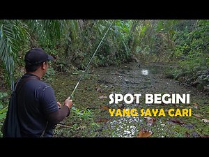 Full strike ikan gabus di spot idaman. Casting ikan gabus di pedalaman kalimantan.