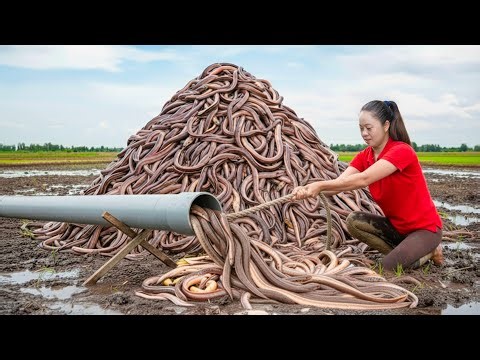 Harvesting Millions Prehistoric Eels & Go to Market Sell | How to make effective creative eel traps