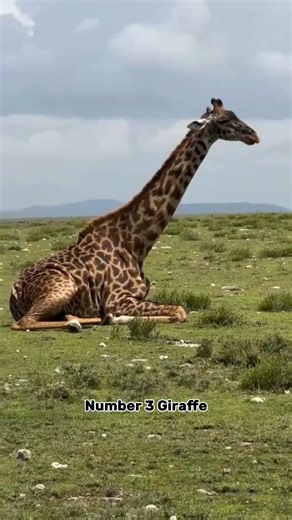 Top 5 Animals With The Strongest Kick