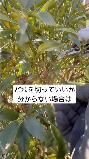 【簡単に】キンカンを風通し良く透かし剪定#庭師のVlog #一級造園技能士