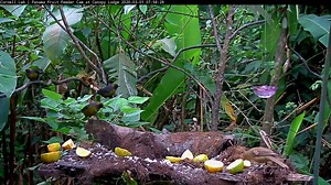 64 reactions · 11 shares | The Panama Fruit Feeder Cam has been...