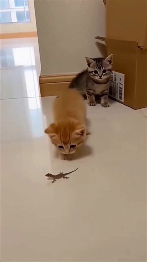 Cat funny 😄 #funnycat #funnyvideos #catfunnyvideos #viral #foryoupage | cat funny videos
