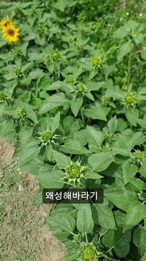 왜성해바라기 vs 해바라기, 누가 먼저 꽃이 필까? | Dwarf Sunflower vs Giant Sunflower