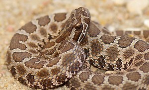 These Are the 8 Brown Snakes Slithering Around Michigan