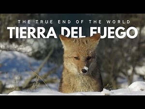 Tierra del Fuego Wildlife | Ushuaia & Patagonia Nature Documentary (4K)