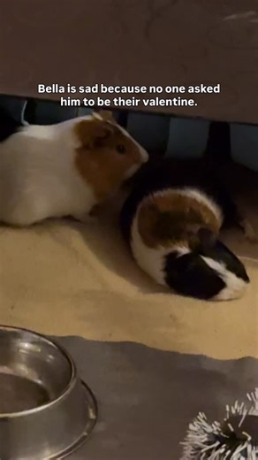 Ruby & Bella on Instagram: "😣❤️‍🩹"