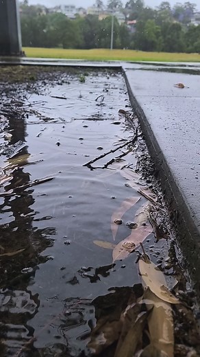 Rain doesn't mean your Dog can't have a good time. Message us at Skips Dog Services for tips or for one of our Wet Day Enrichment Packs | Skip’s Dog Services