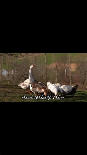 تحبون هذا المحتوى؟.. تابعوني🫶🏽🦋🩶#تلاوة_القرآن #المنشاوي #حسنات_جارية #خورزميات_انستقرام #محتوى_مفيد