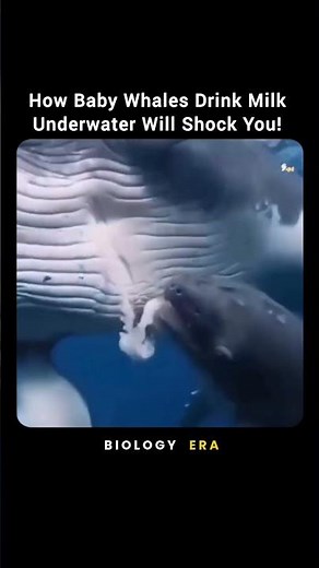 The SECRET Science Behind How Baby Whales Drink Milk Underwater 🐋😳 #shorts
