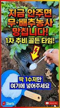 김장배추/무 1차 추비 시기와 방법 (정식 후 20일 골든타임) #shorts #배추추비 #무추비 #텃밭농사 #농사꿀팁