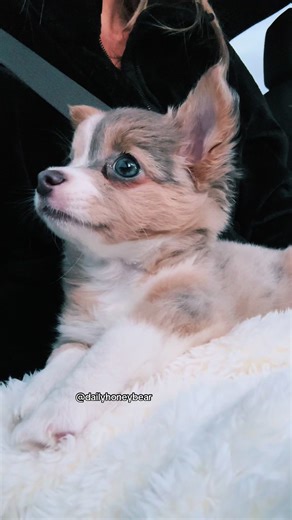 Fascinating Facts About Blue-Eyed Chihuahuas