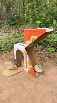 How To Make DIY Quick Quail Trap Using Cardboard Box #camping #outdoors #bushcraft