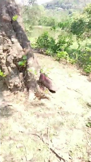 Different types sound in forest