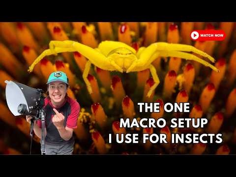 The ONE macro setup I use for insects