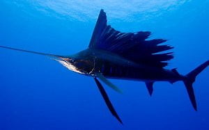 实拍旗鱼攻击沙丁鱼群！游速最快动物身手实在太敏捷