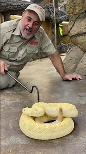 Albino western diamondback rattlesnake warning!
