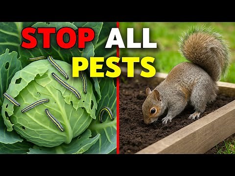 This ONE TRICK Eliminates 95% of PEST PROBLEMS in the Garden