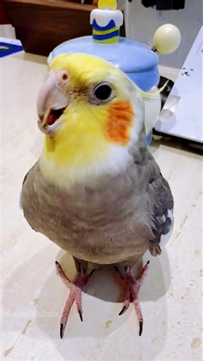 Adorable Cockatiel Jojo's Cute Cookie Song Serenade 🤩🎶🦜 #cockatielscraze