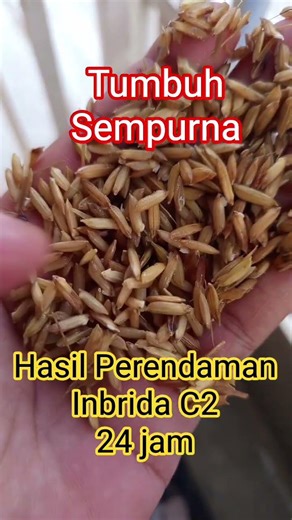 Padi Inbrida C2 #padi #padiunggul #padiC2 #padiorganik #kecambah #petanimuda #petani #petanimilenial