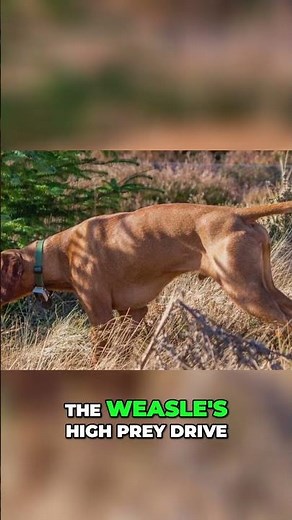 Wirehaired Vizsla: Not Just a Hunting Dog