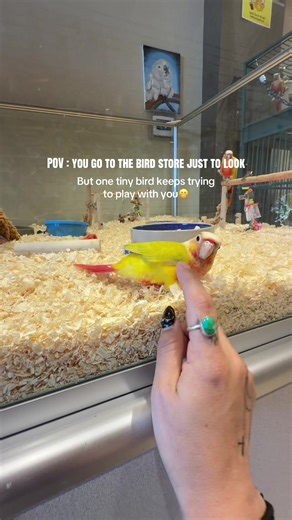 Meet the Tiny Sun Conure with Big Personality!