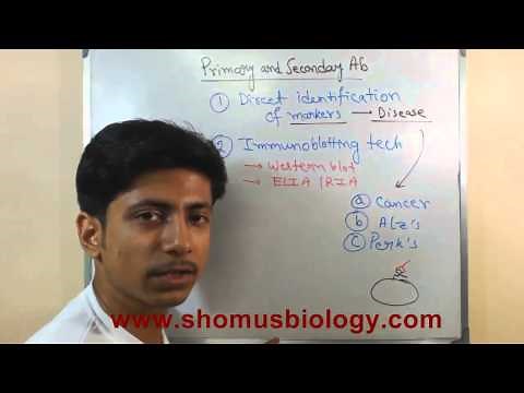 Primary antibody and secondary antibody