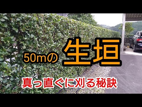 [How to prune hedges] A professional will teach you the secret to trimming hedges neatly and stra...