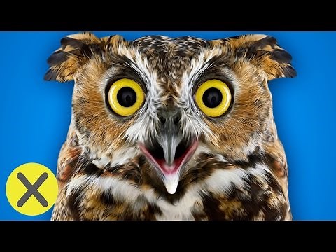 10 Curiosidades Animales