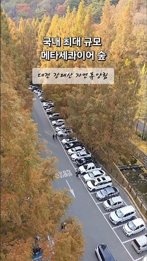 국내 최대 규모 메타세콰이어 숲이 있는 대전 가볼만한곳 장태산 자연휴양림