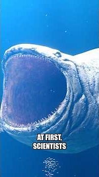 What The Government HID About This Deep Sea Discovery