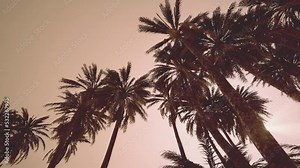 Underside of the coconuts tree with clear sky and shiny sun