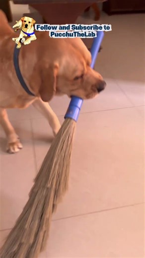 Helpful or Chaotic? Pucchu The Lab tries to sweep! 😂 #Shorts