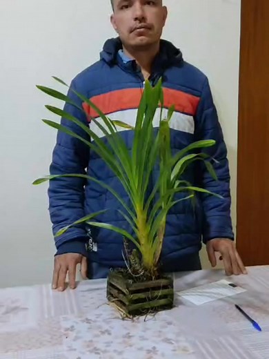 🛑 Rifa do Grammatophyllum Speciosum 🛑 Como Partcipar: Por favor assista ao vídeo explicativo com atenção! Valor de cada nome na cartela R$ 15,00 Psc.: Sorteio só será realizado, quando todos os nomes da cartela forem vendidos. Despesas de envio pela transportadora Jadlog, já estão incluso Informações pelo Whatsapp (17) 98190-4781 falar com André Sasciente | André Sasciente