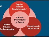 Cardiac Dysfunction in Sepsis • Video • MEDtube.net