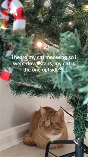 Catsflix on Instagram: "You could say it’s a... copycat 😅 . 📽️ From @/lowkei.ra (instagram ) (All rights are reserved & belong to the respective owners) . You can reach me in Dm to contact me! 📩 For more 👉 @catsfllix . #catsofinstagram #cats #catsflix #instacat #kitty #kitten #catlover #猫 #meow #catoftheday #ねこ #neko #gato #고양이 #ilovemycat #catsagram #catlovers #kittens #bestmeow #animal #petstagram #pets #cat #cats_of_instagram #ネコ #lovecats #catmemes #memes #animals #cutecat"