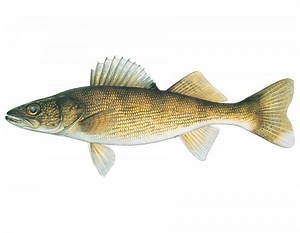 Walleye - Alchetron, The Free Social Encyclopedia