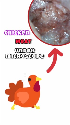 Raw Chicken under microscope 🐔🍗 #shorts #zoom #chicken