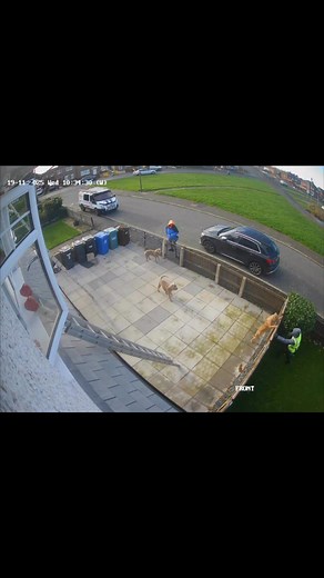 25K views · 85 reactions | I wasn’t taking no chancessss. Not when it always barks its head off in kennel at us lmao 藍  | Jonny Speakman window cleaning services | Facebook