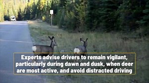 Navigating Deer Hazards: Safe Driving Tips To Prevent Collisions
