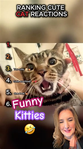 Cute kitty cat adventures for the day! #cute #kitty #cat #catlady