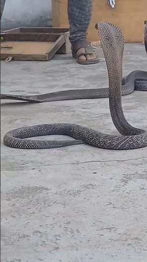 Cobra Roar🤔😱#snake #youtube #viral #shortvideos #cobra #snakevideo #roar