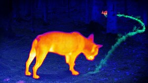 Why a dog’s nose works in ways human biology never could