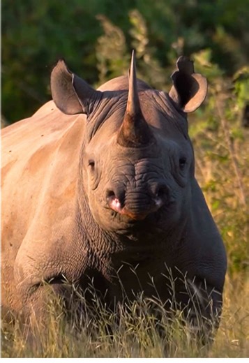A close-up encounter with a black rhino — one of Africa’s most iconic and critically endangered giants. Ancient, powerful, and fighting for survival in a modern world. Footage credit to @jordiwoertswild (IG handle) - follow Jordi for more amazing wildlife content and contact him to go on an unforgettable photographic safari! #BlackRhino #CriticallyEndangered #AfricanWildlife #SaveTheRhino #GeorginaMayJudd
