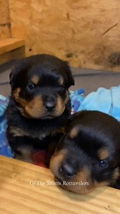 POV: Two Baby Rotties Just Stole Your Heart in 0.2 Seconds 💘🐶 #fyp #rottweiler #fblifestyle | Of The Saints Rottweilers